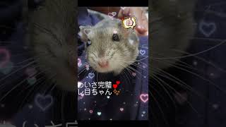 ママちゃんから離れない甘えん坊ハムスター🐹💓#癒し#かわいい#ハムスタ#hamster#cute　#shorts