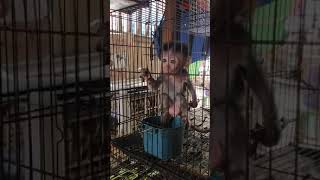 Jalan2 ke pasar burung liat Anak monyet kecil dan lucu🤩