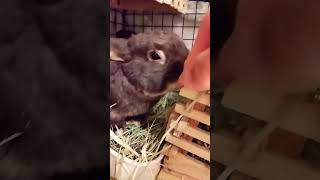 わがやのうさぎはナデナデを受け入れる #bunny #rabbit #うちのうさぎ