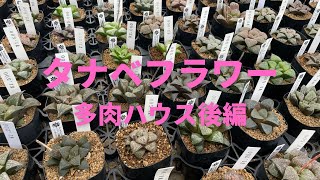 【神奈川県川崎】多肉植物図鑑の著者が営むショップのハウスは、もはや図鑑の中でした。｜タナベフラワー 1.1