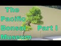 Pacific Bonsai Museum part I