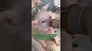 Bolehkah Anak Kucing minum Susu selain Dari Induknya?  #shortvideo #catlover #feedshorts #kucinglucu