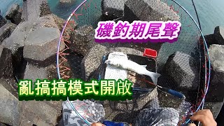 磯釣期尾聲，黑鯛退駕，黑白舞弄玩樂模式開啟[磯釣][黑鯛][烏魚]