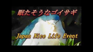 眠たそうなゴイサギ  Night heron