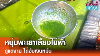 หนุ่มพะเยาเลี้ยงไข่ผำ พืชมหัศจรรย์ราคาดี  | เรื่องดีดีทั่วไทย | 27-11-67