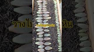 #ไม้สวยงาม #ไม้มงคล #กุหลาบหิน #โทร0619675933