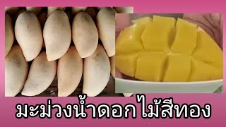 วิธีเลือกมะม่วงน้ำดอกไม้สีทองให้หวานชื่นใจ ไม่เปรี้ยว | How to choose a golden nam dok mai mango