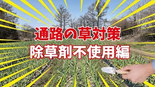 にんにく栽培【雑草対策～除草剤不使用編～】（2022.4.22）～にんにくのよしだ家