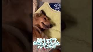 【ノアくん】ストレッチで気持ちよくなってます　#ミニチュアダックスフンド