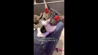 奥のにゃんこのしっぽを手前のにゃんこがしゃぶってます🤦‍♀️#天使と悪魔 #猫 #猫のいる生活 #うちの子が可愛すぎる #癒し動画 #キジトラ #キジシロ #猫兄弟