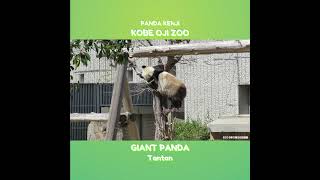 登った！！ 木に登るタンタン！！ #王子動物園 #shorts