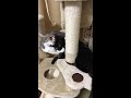 【癒し猫動画】可愛い妹が愛おしい shorts cat アルぴょいとくぅぴょい