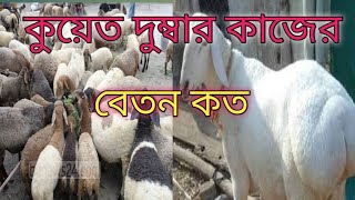 কুয়েত মরুভুমিতে দুম্বাপালন।কুয়েতের দুম্বার কাজের বেতনDumba farming in Kuwaitdesert. Dumba job salary