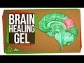 The New Gel That Regrows Brains