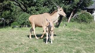 【天王寺動物園】エランドの赤ちゃん　サバンナエリアを縦横無尽