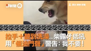 拉手＋聽到洗澡...柴露牙低吼　用「催油門聲」警告：我不要！