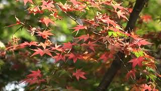 ワイエムエス　フレンドリー　宝満宮竈門神社の紅葉（太宰府市）　2023/11/15