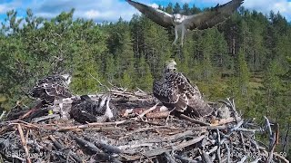 カム４のFledglingのLumoがカム1に！ 2023.08.14  Sääksilive Cam1(Osprey Cam in Finland)