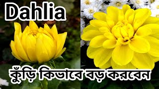 ছোট একটা চালাকিতেই ফুল হবে বড়/make big size dahlia with help of this trick.