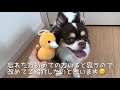 【犬との遊び方】飼い主も楽しい！おもちゃ遊ぶ可愛いチワワ