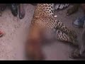 Leopard killed by residents after it enters Gurgaon village