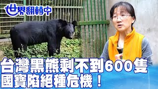 台灣黑熊剩不到600隻 國寶陷絕種危機！ 世界翻轉中 20240317