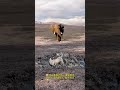 warthogs are taking a mud bath and won t let the elephants go. funny animal videos. animal world