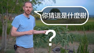 果樹：益智遊戲（十顆不同的果樹品種給你猜猜看名稱）