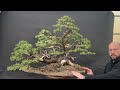 colorado blue spruce bonsai crafting a raft style masterpiece