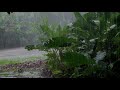 🌿cool rain sound falling in the amazon rainforest heavy rain overcoming insomnia sleep asmr