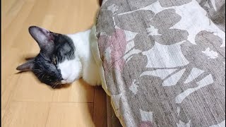 こたつで寝る猫