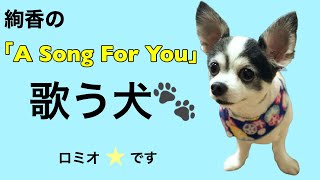 絢香の曲歌う犬【チワワ】※音量注意