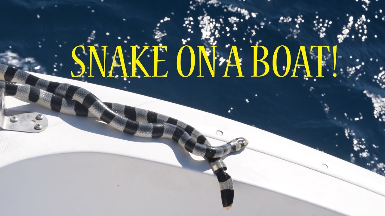 The BIGGEST VENOMOUS Sea SNAKE On A BOAT [Myth Of The Great Serpent ...