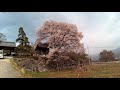 南信州　高森町　「瑠璃寺」長野県天然記念物　枝垂れ桜