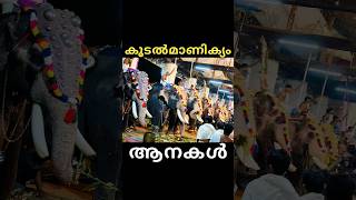 Koodalmanikyam Utsavam 2024  Elephants