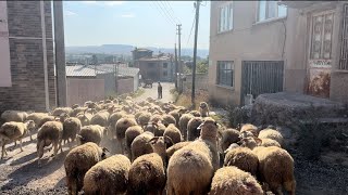 2025 KURBANLIK KUZULAR YAYLIMA ÇIKIŞ - BALKON YAPIMI PROFİL VE AHŞAPTAN - koyun kuzu videoları sheep