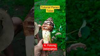 Tutorial panen Talas bogor