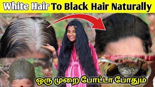 OMG..😱 உங்க வெள்ளை முடி கருப்பா மாற ஒரு Magic Treatment at Home / Jegathees meena