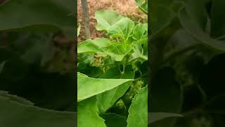 waiting sunflower to bloom #sunflower #flower #plants #sunflowergarden #flowergarden #garden