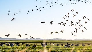 OKLAHOMA WHEAT FIELD BEATDOWN! WIGEON AND LESSERS