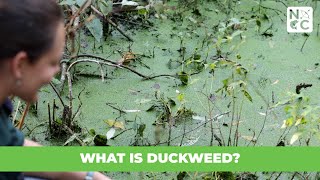 What is Duckweed?