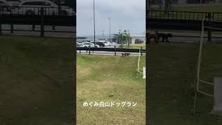 めぐみ白山ドッグランにて