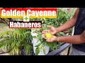 Golden Cayenne harvest, habanero update and more peppers