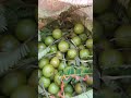 plucking some fresh indian gooseberries amla