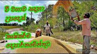 වී වගාව සදහා උපදෙස් | vee wagawa | paddy cultivate in sri lanka | vi wagawa| Agriculture sinhala