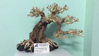 Fish Tank Accessories | BONSAI DRIFTWOOD | AQUARIUM BONSAI No.49