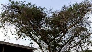 Ethiopia - Weaver birds at the Bahir Dar airport