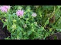 yikes a professional herbalist inspects my medicinal cottage garden