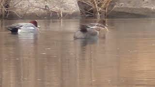 F0221　大分川　ヒドリガモのカップル　Oita River　Wigeon couple