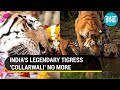 How Madhya Pradesh’s legendary tigress Collarwali helped revive India’s tiger population